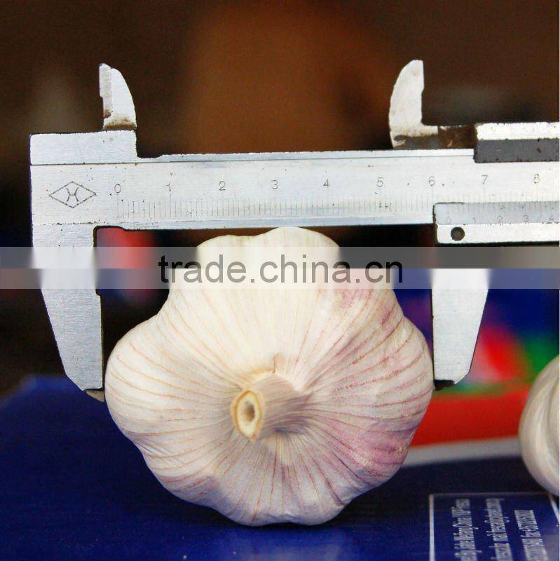 Fresh Garlic Global Foods health against cancer