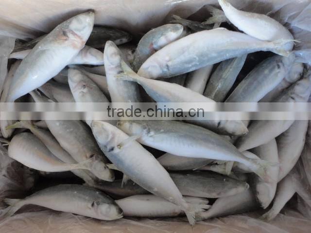 frozen horse mackerel in fish