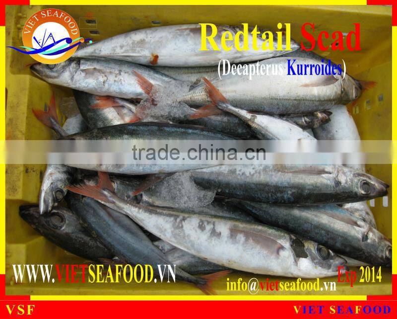 WHOLE FROZEN REDTAIL SCAD