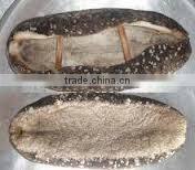 LOWEST PRICE AND HIGH QUALITY DRIED SEA CUCUMBERS