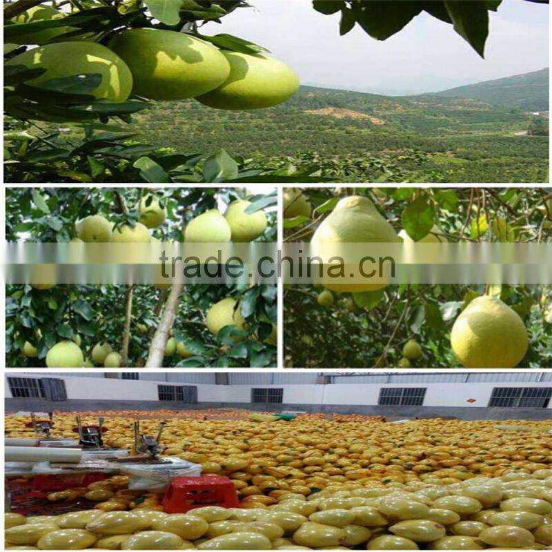 2015 new Chinese fresh grapefruit honey pomelo for selling