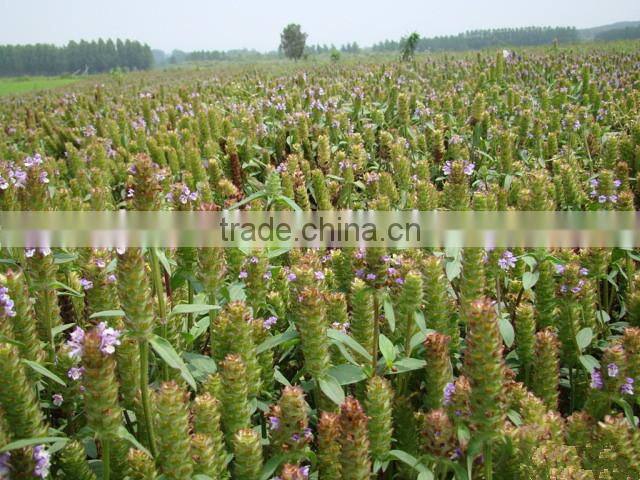 Low Price Ursolic Acid /Ursolic Acid Powder