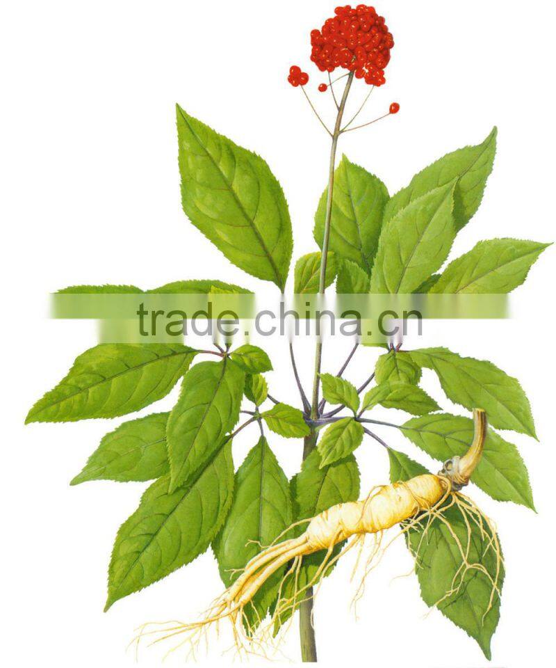 Chinese well-know herb Pure Natural RADIX GINSENG Oil, Ginseng essential oil