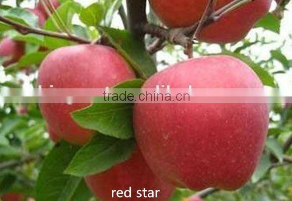 high quality fresh apple(gala) for hot sale