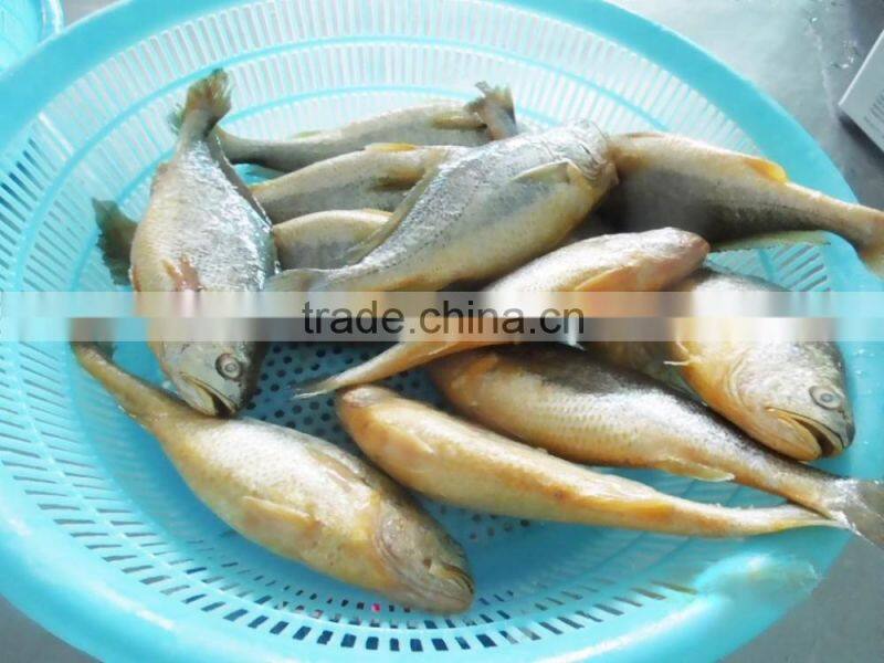 Frozen Seafood Frozen yellow croaker, yellow croaker fish price
