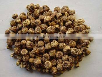 BNP Sells agaricus blazei murill mushroom Capsule