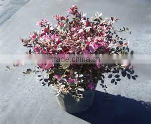 Loropetalum seedling