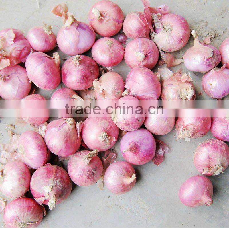 pure dehydrated Onion AD dried Yellow Onion Powder