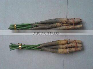 Indoor Potted 5- braids Pachira Aquitica money tree bonsai