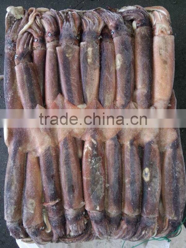 Snack of illex squid