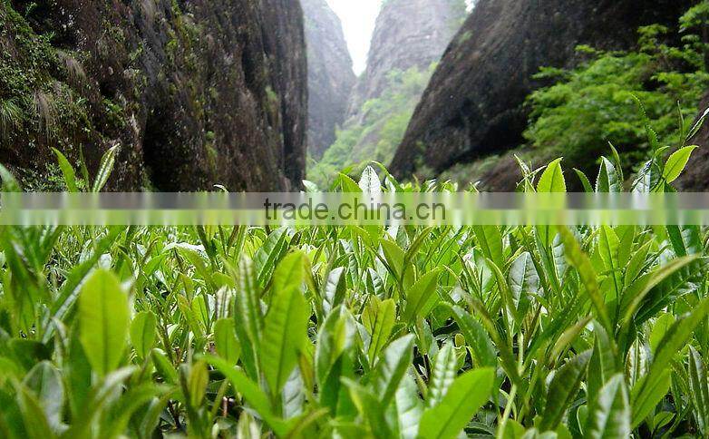 Dahongpao The deliciously aromatic oolong tea