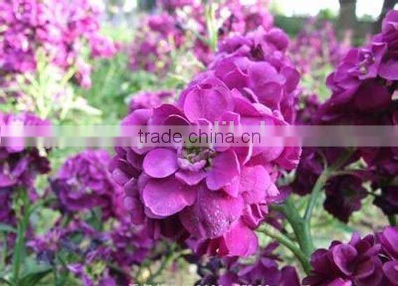 Common Wallflower ,Cheiranthus cheiri Linn.flower seed,herb seed,vegetalbe seed,fruit seed,grass seed