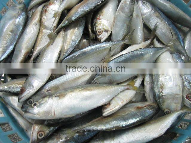 Indian mackerel
