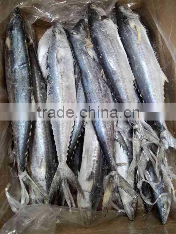 IQF Spanish Mackerel whole round of size 500-700g
