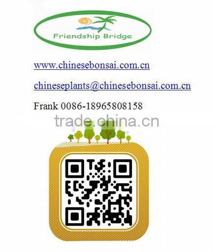 The outdoor decoration plant outdoor plants Changpai Scotch Pine seedling