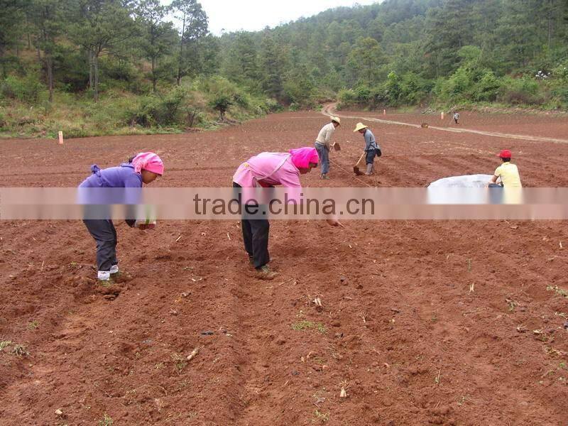 Factory hand corn seeder machine