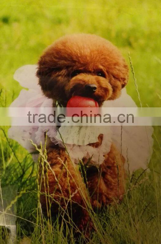 EVA foam dog pet products pet toy pet balls