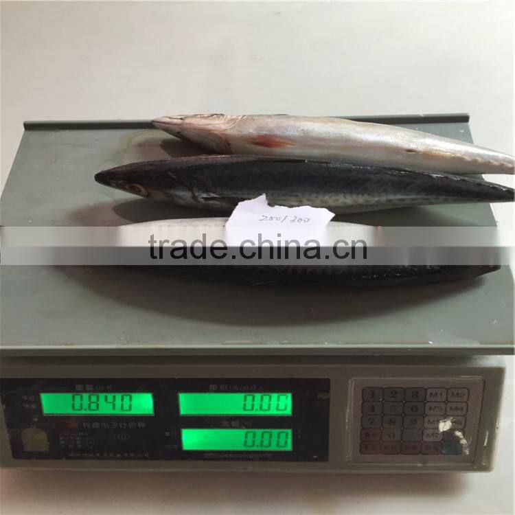 Pacific mackerels frozened pacific mackerel 200-300G for Asia importer