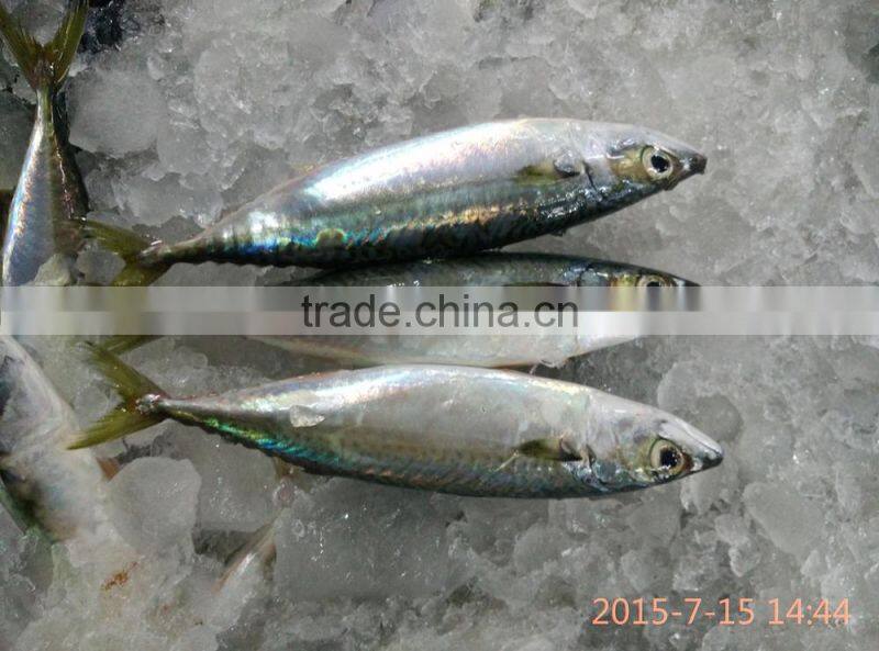 Sardinops Melanosticta Frozen Sardine Fish