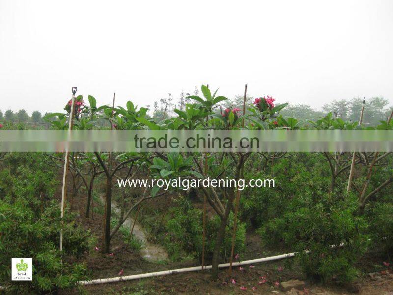 plumeria rubra trees