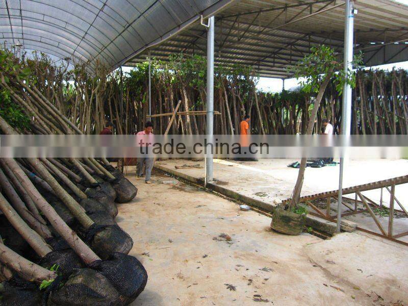 Ficus Nitida landscaping trees for outdoor