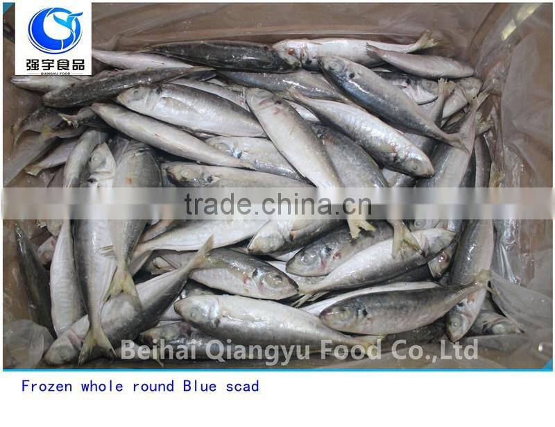 New Arrival Frozen whole round/Healess tailless gutting Blue scad Seafood