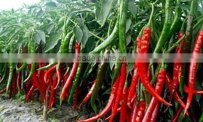 Best selling red chilli drying machine /fruit drying machine with factory price