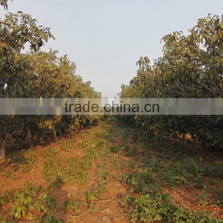 walnuts paste 100% pure first quality for bakery and gelato