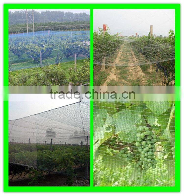 High quality 100% virgin HDPE grape anti bird control netting for sale
