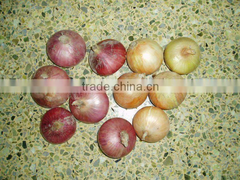 2013 China onion price