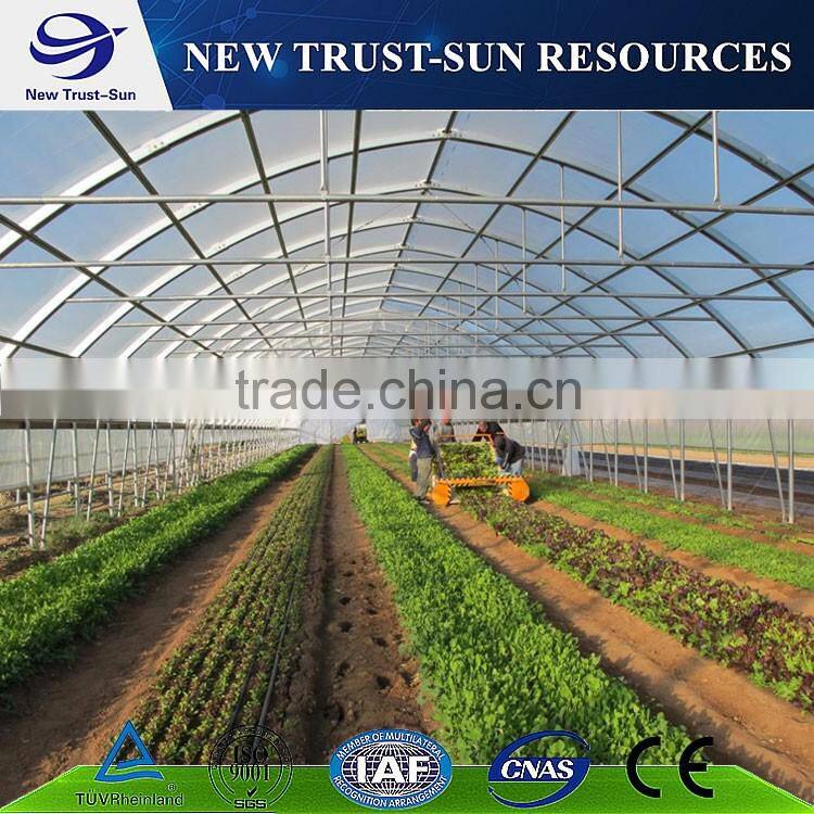 Low cost muti-span PVC/PE/Plastic greenhouse for flower/vegetable growing