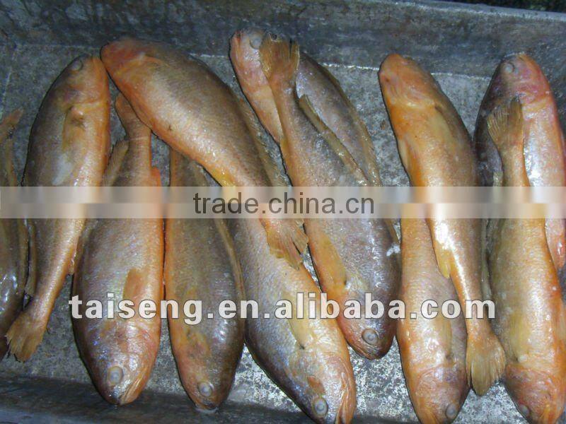 Big Size IQF Frozen Whole Round Yellow Croaker