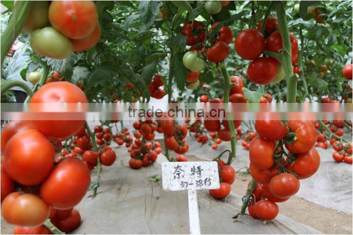 High Yield TY Resistance Red Tomato Seeds For Sale Indeterminate Growth For Over Summering Or Late Autumn-Night