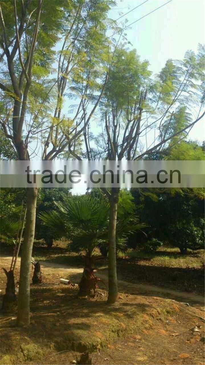 Jacaranda mimosifolia