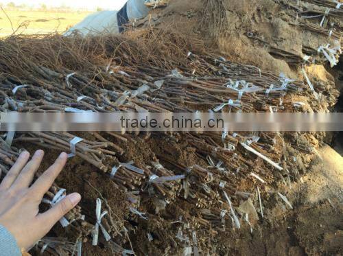 Easy survival putao shu:The grape seedling