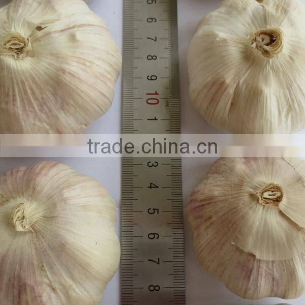 Healthful normal white garlic