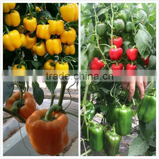 Sweet pepper seeds lamuyo pepper seeds Hillary F1