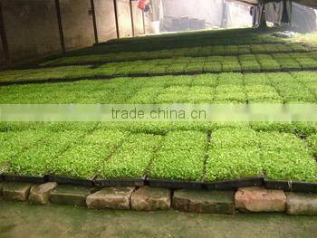 Zhejiang manufactory Best Choice nursery seedling tray