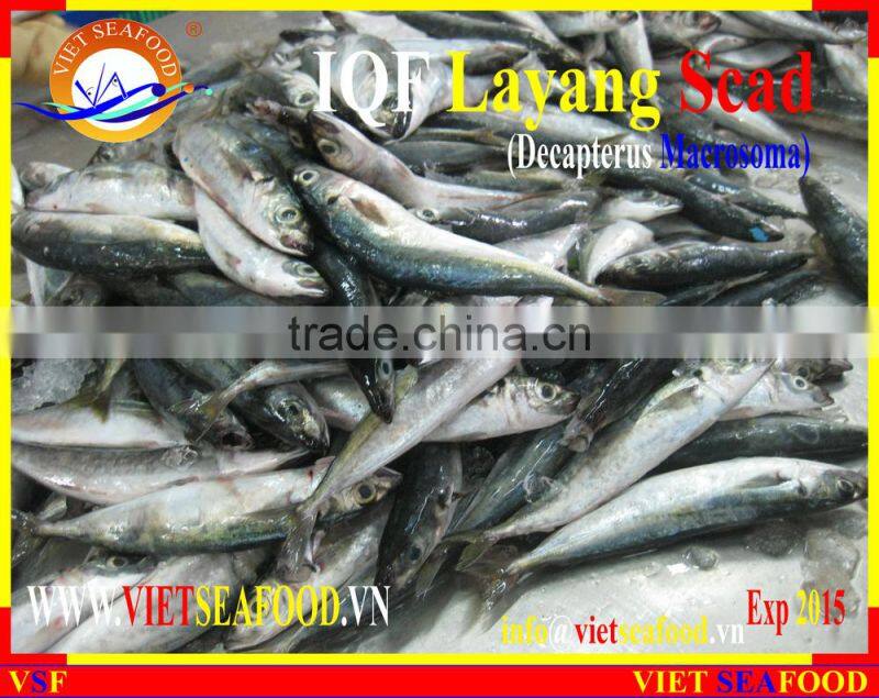 IQF LAYANG SCAD WHOLE ROUND