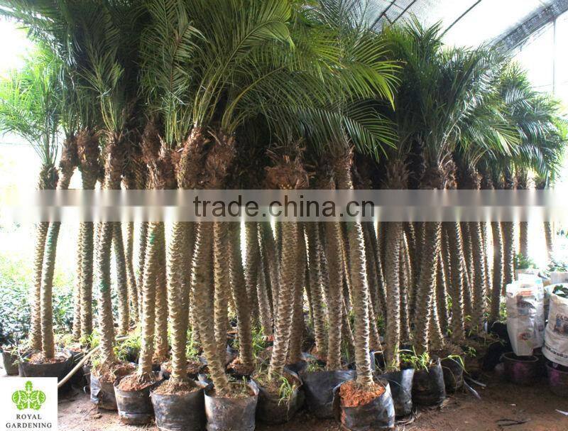 Phoenix roebelenii Palm Tree Wholesale high 1.3-3m