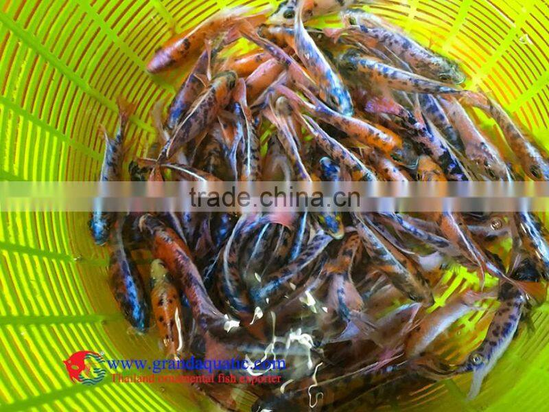 Quality Malawi cichlid fish exporter