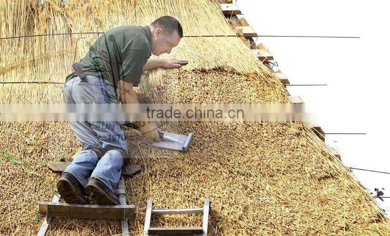 water reed for roof thatching