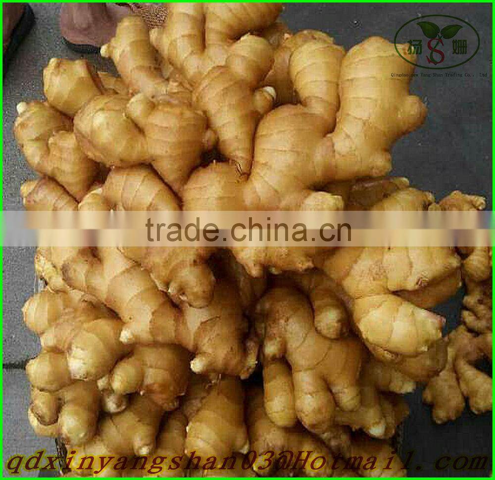 China shandong fresh ginger/Fresh Ginger
