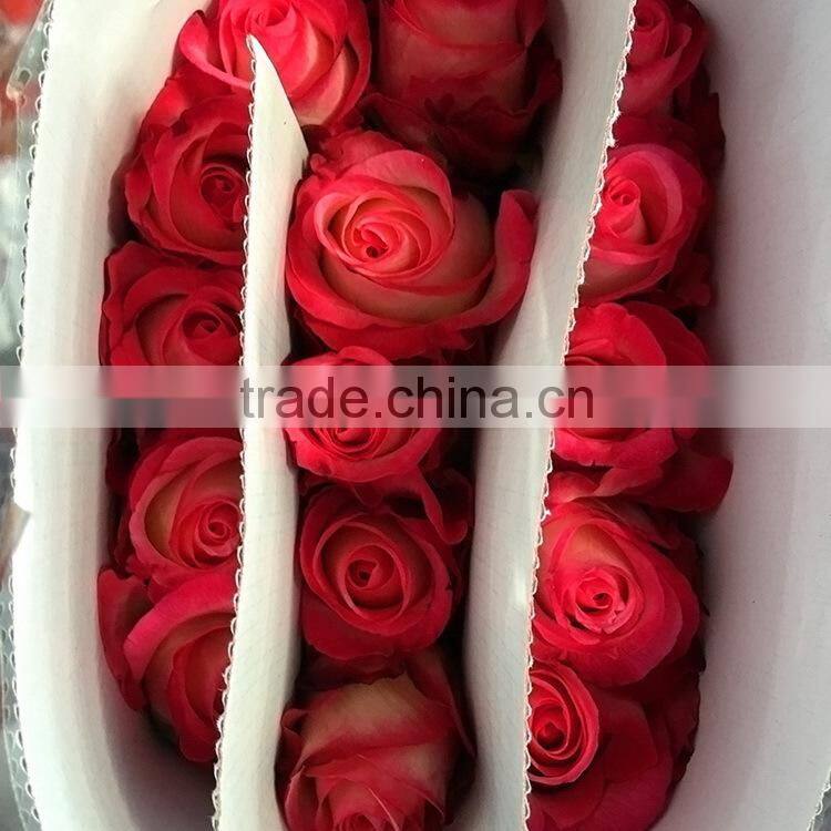 Newest best selling multi-colored fresh cut rose flowers