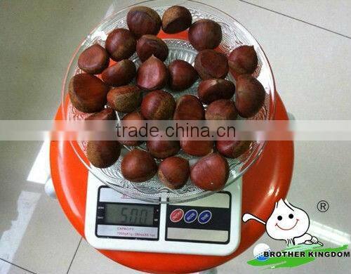 Chinese chestnut wholesale
