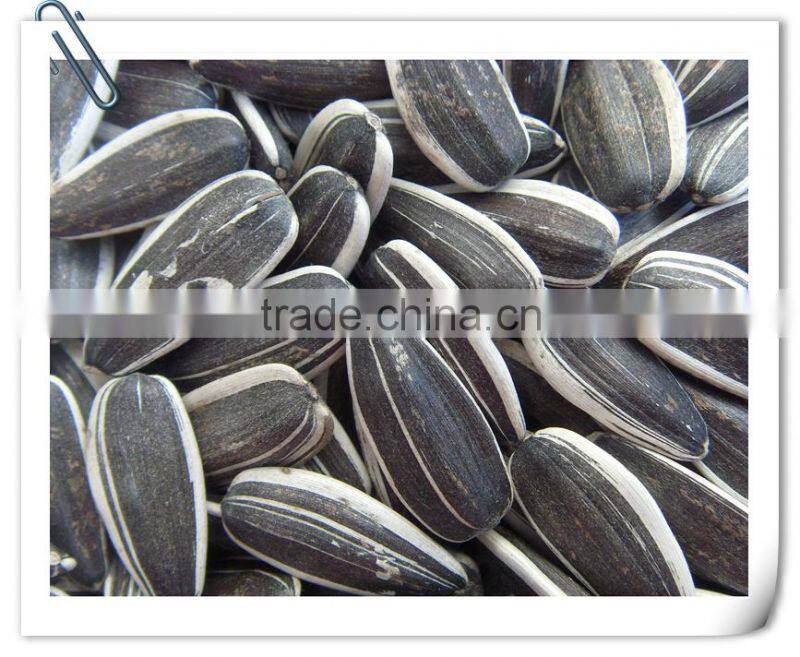 inner mongolia sunflower kernels(confectionary kernel and bakery kernel)