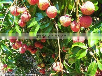 fresh lychee in syrup