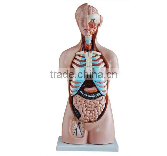 Dual Sex Torso model With open back 85cm 27parts