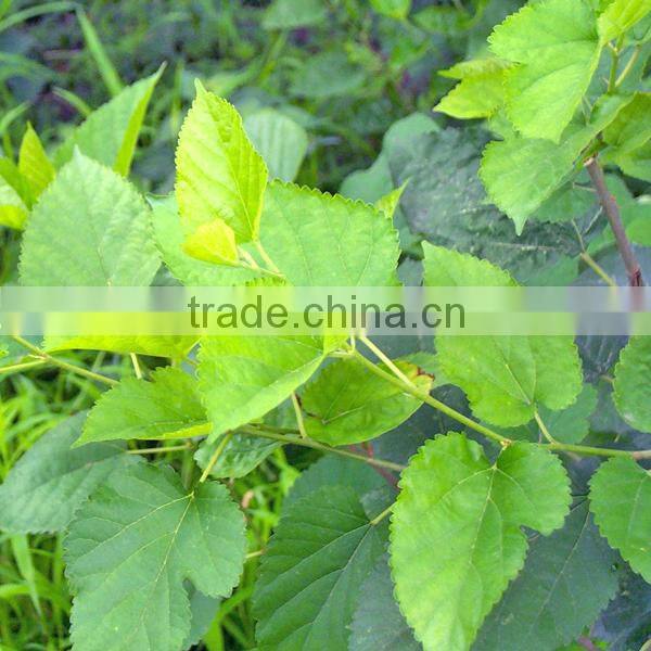 Mulberry Leaf Extract 1%,2%,5% DNJ /CAS NO 19130-96-2
