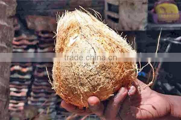 fresh coconuts from kerala